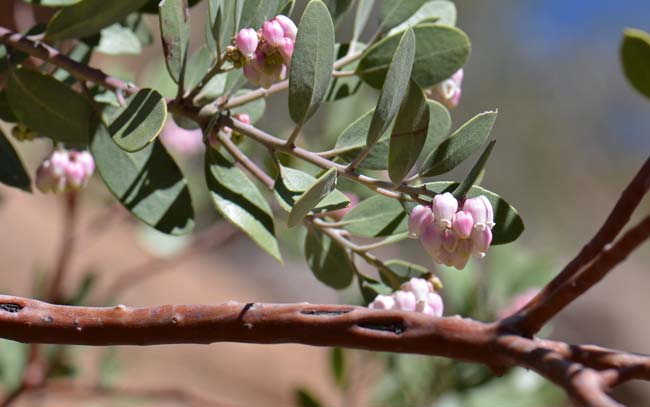 Arctostaphylos pungens, Pointleaf Manzanita, Southwest Desert Flora